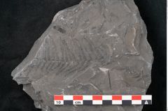 Foto (Detailansicht) von Senftenbergia crenata Lindl. et H. (NHMW-GEO-2024-0188-10944)